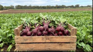 Fresh Produce Initiatives Aim to Improve Consumer Awareness