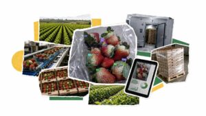 AI Revolutionizes Quality Control at Albertsons
