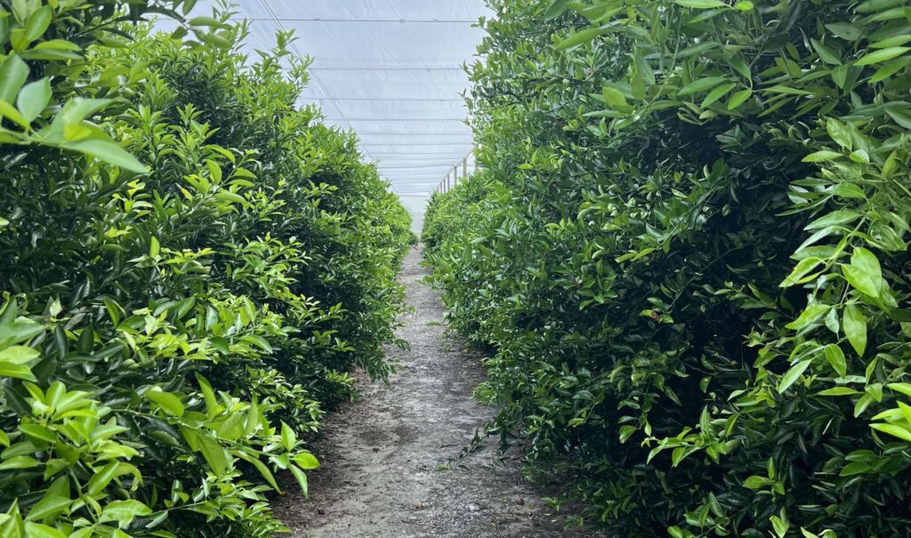 New Partnership Aims to Transform Florida Grapefruit Market