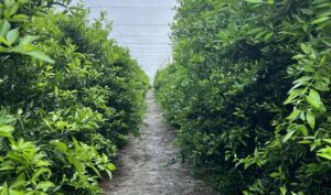 New Partnership Aims to Transform Florida Grapefruit Market
