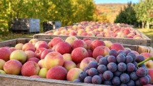Apple Growers Seek Relief as Labor Costs Skyrocket